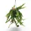 Thumbnail: Aeschynanthus 'Rasta'