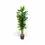 Thumbnail: Dracaena fragrans 'Cintho'