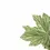 Miniaturbild: Begonia 'Silver Maples'
