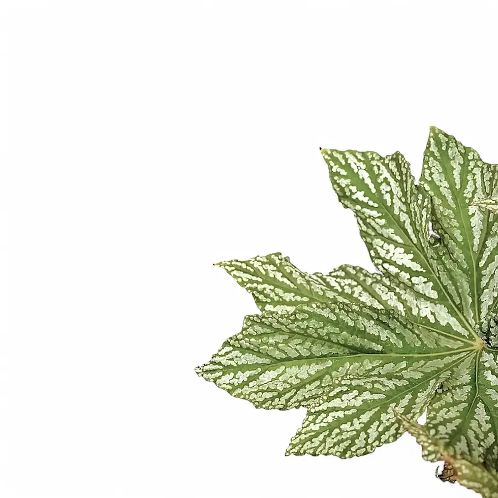 Begonia 'Silver Maples'