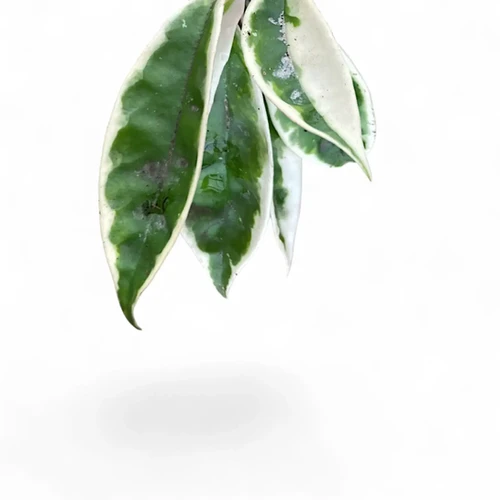 Hoya carnosa 'Suzie Q' | Buy Crinkled Variegated Wax Plant