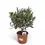 Thumbnail: Olea europaea