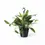 Thumbnail: Monstera standleyana Variegata