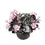 Thumbnail: Saintpaulia Little Love Pink