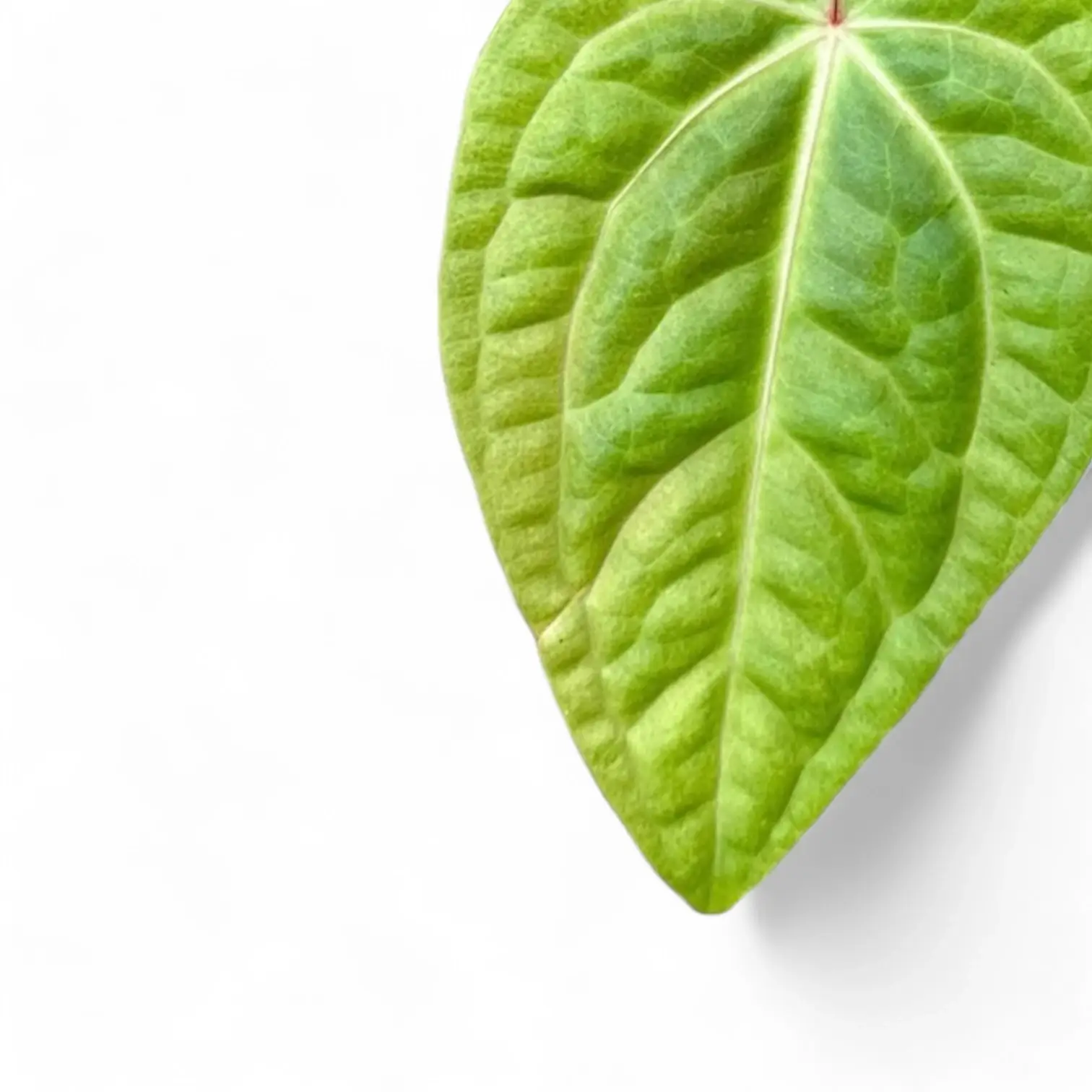 Anthurium villenaorum x luxurians