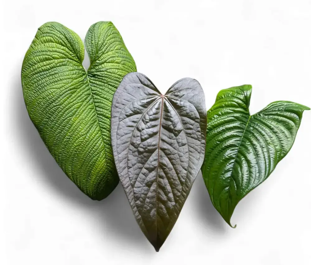 Philodendron- und Anthurium-Blätter auf weißem Hintergrund – seltene tropische Zimmerpflanzen von Foliage Factory