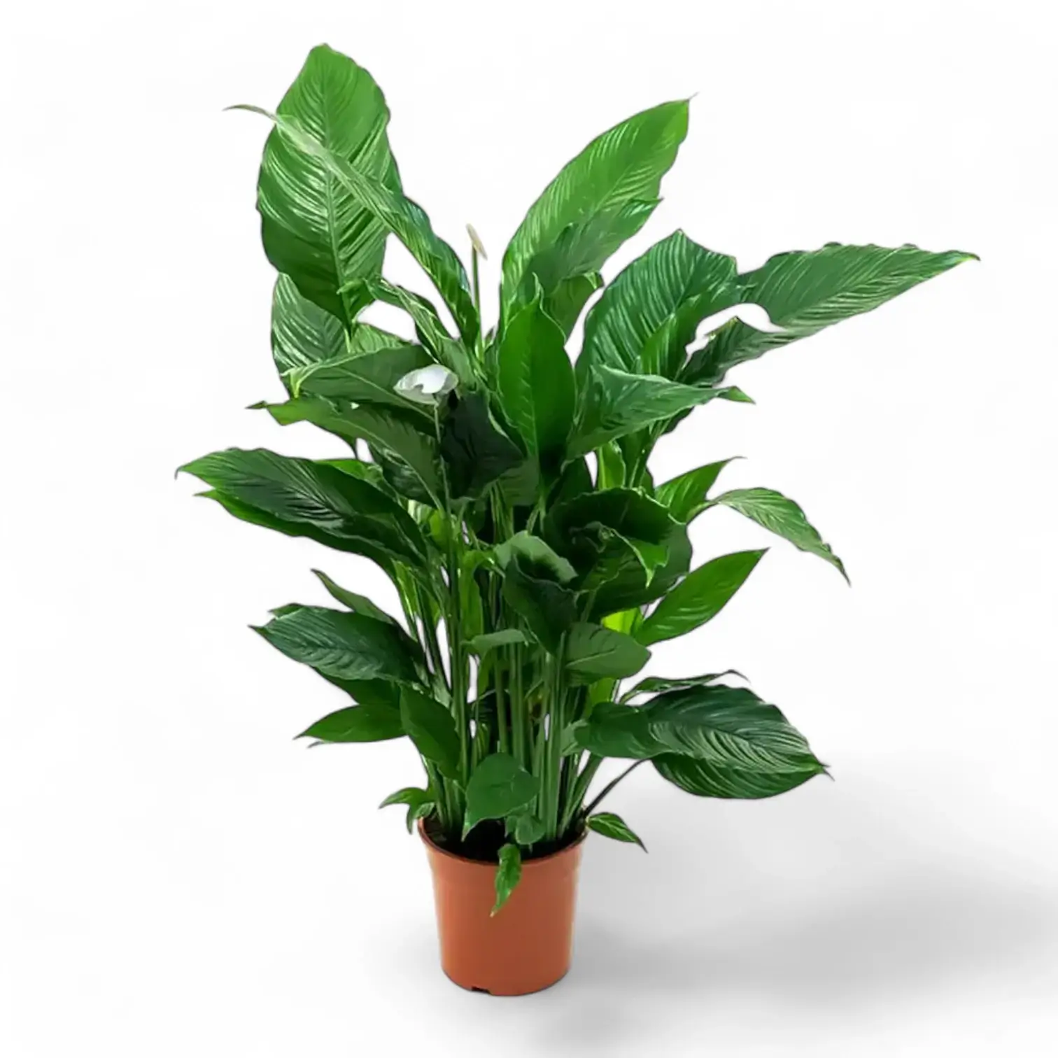 Peace Lily ‘Sweet Sebastiano’ on white background with tall upright form and large glossy green foliage.