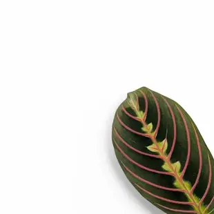 Dreifarbige gestreifte Blätter von Maranta leuconeura ‘Fascinator’.