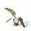 Thumbnail: Philodendron atabapoense