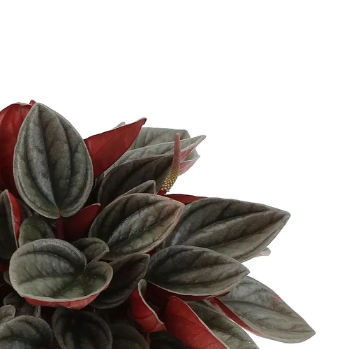 Peperomia 'Santorini' - buy online at Foliage Factory