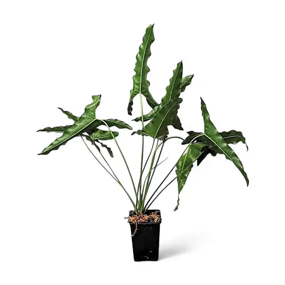Thaumatophyllum stenolobum
