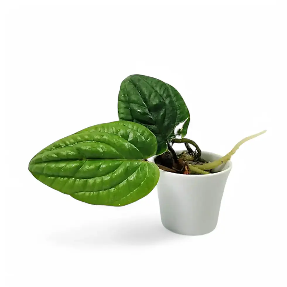 Anthurium radicans