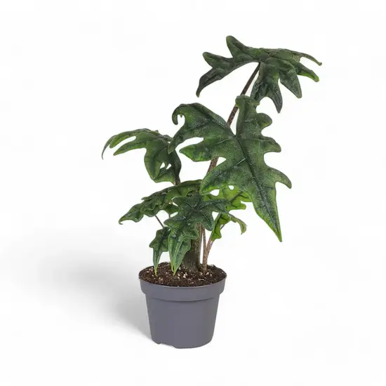 A potted Alocasia 'Jacklyn' displaying its deeply lobed, jagged green leaves with dark veins against a simple backdrop.