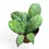 Thumbnail: Hoya callistophylla