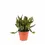 Thumbnail: Rhipsalis agudoensis