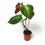Thumbnail: Philodendron 'El Choco red' (Philodendron rubrijuvenile)
