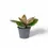 Thumbnail: Hoya carnosa  'Flamingo Dream'