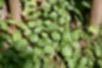Group of Pilea peperomioides plants growing together in dappled sunlight beneath trees.
