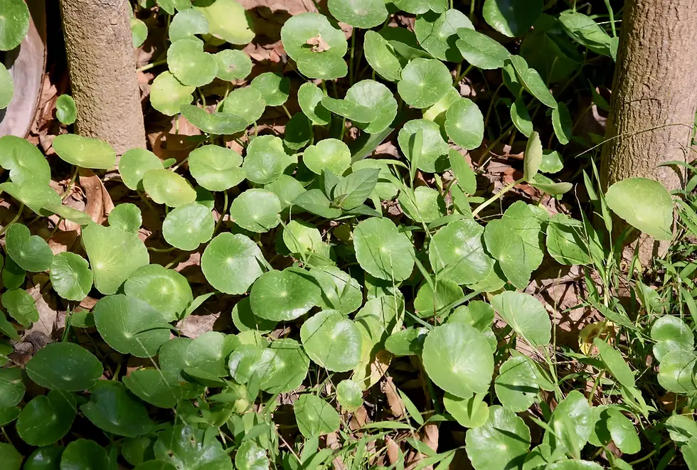 Gruppe von Pilea peperomioides-Pflanzen wächst gemeinsam im gefleckten Sonnenlicht unter Bäumen.