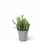 Thumbnail: Rhipsalis ewaldiana