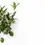 Thumbnail: Citrus × aurantiifolia 'Green Lime'