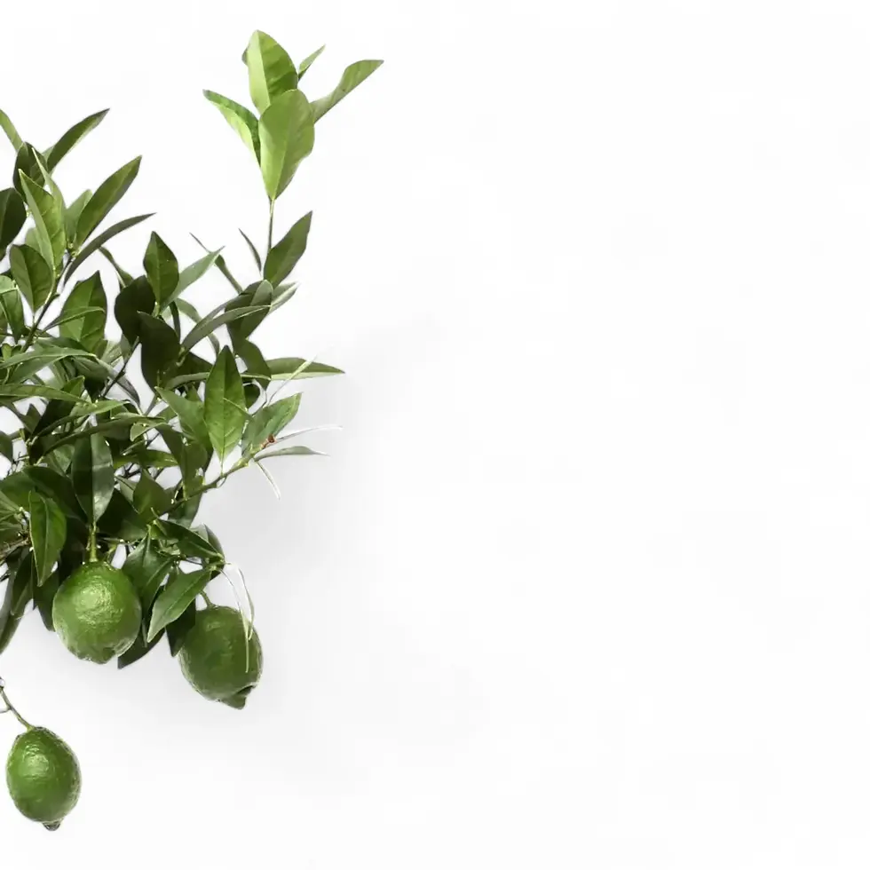 Citrus × aurantiifolia 'Green Lime'