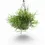 Miniaturbild: Rhipsalis teres f. heteroclada