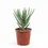 Miniaturbild: Aloidendron dichotomum (Aloe dichotoma)