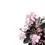 Thumbnail: Saintpaulia Little Love Pink