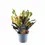 Thumbnail: Codiaeum variegatum (Croton) 'Mammi'
