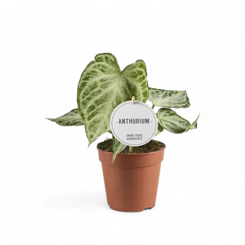 Anthurium 'Silver blush Mint' - buy at Foliage Factory