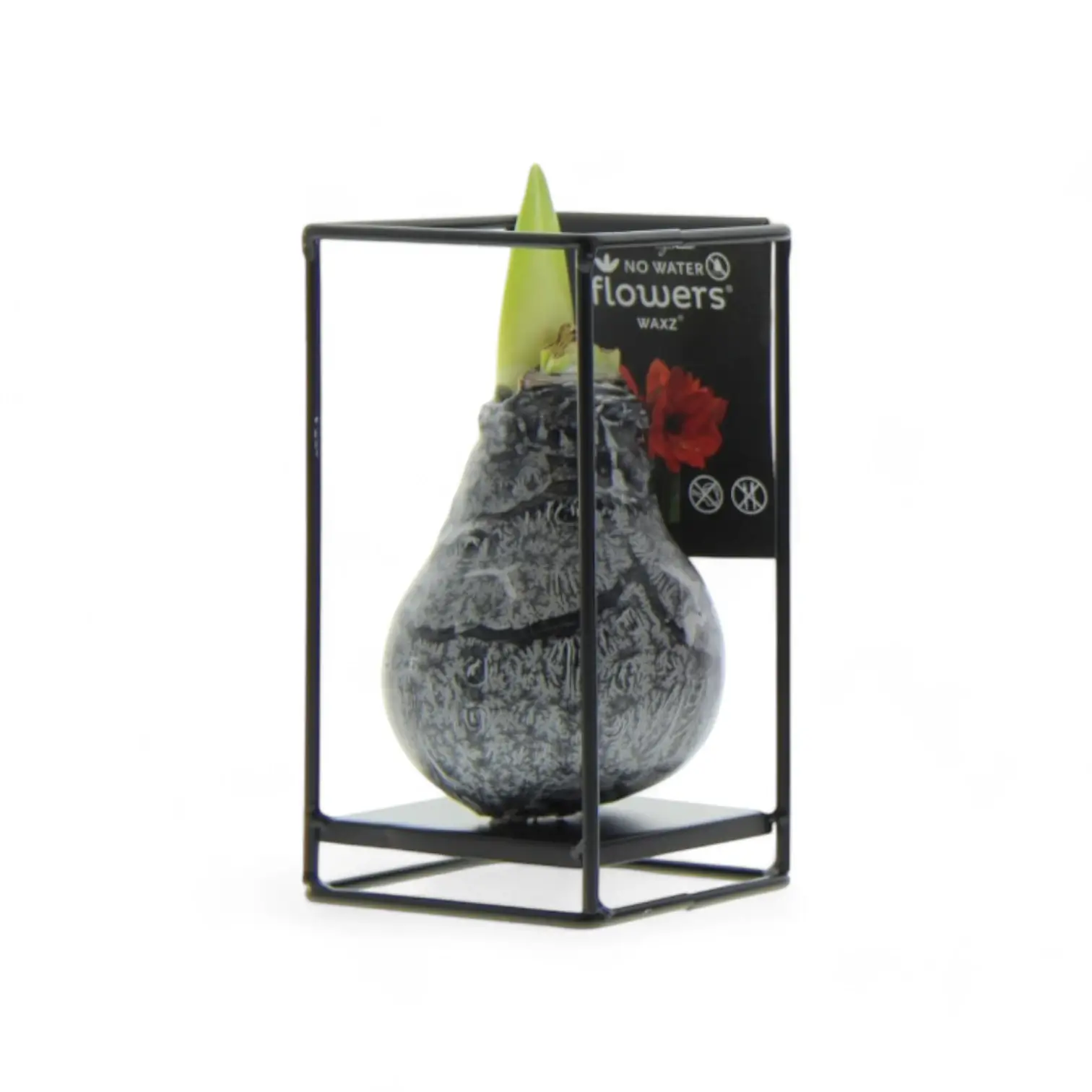 No Water Flowers Wax Amaryllis Bulbs at Foliage Factory