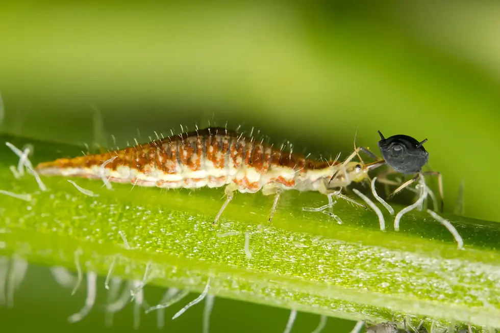 Makroaufnahme einer Florfliegenlarve (Chrysoperla carnea), die eine Blattlaus frisst – natürlicher Feind der Thripse.