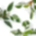 Philodendron ‘White Princess’ vs. ‘White Wizard’ vs. ‘White Knight’: Der ultimative Guide für panaschierte Philodendron Pflanzen