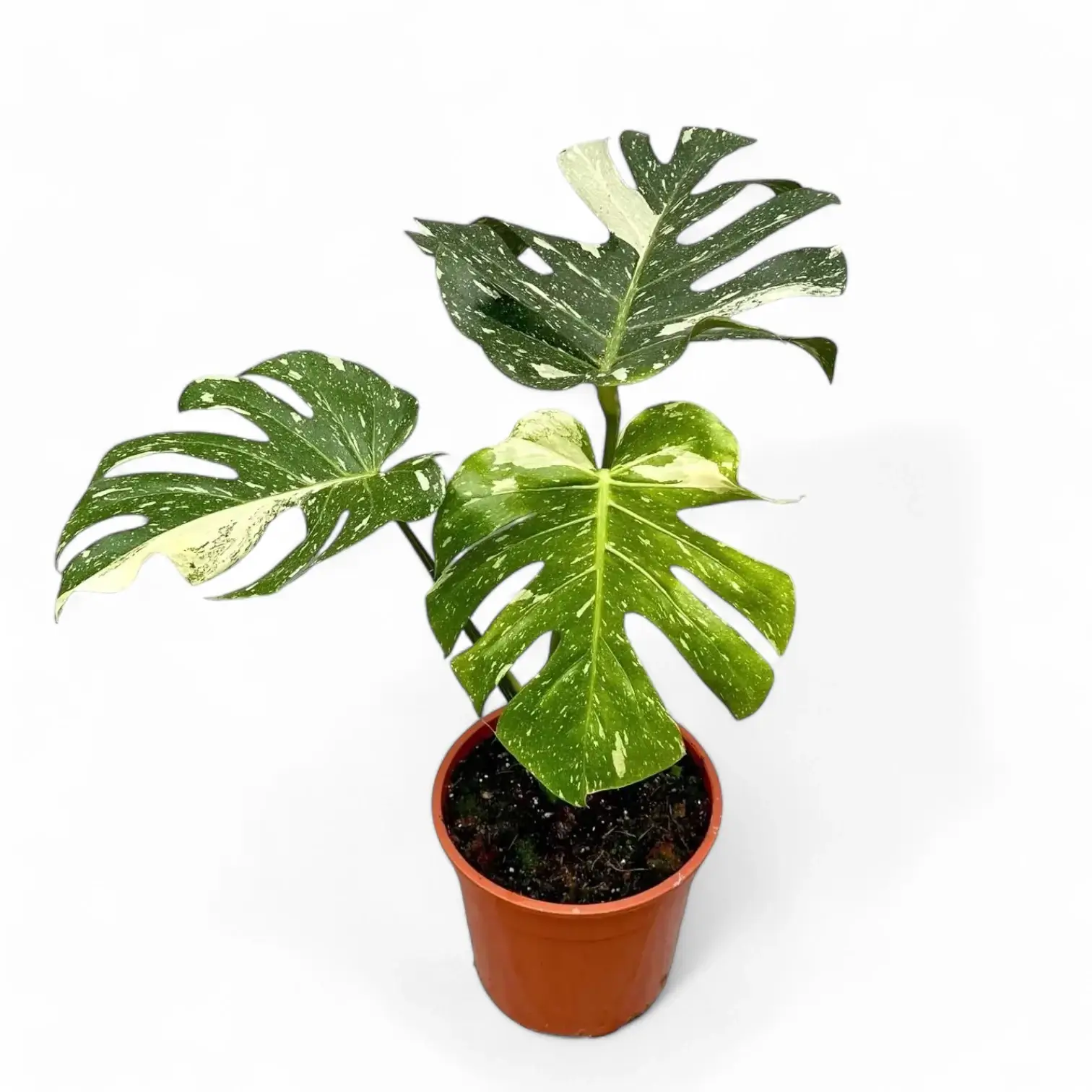 Monstera 