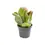 Thumbnail: Kalanchoe luciae 'Lady fingers' aka 'Oricula'