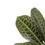 Thumbnail: Labisia sp. 'Turtle back'