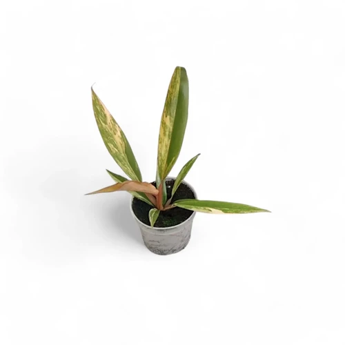 MonsteraX Marketplace | Philodendron caramel marble