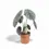 Miniaturbild: Alocasia cuprea 'Red secret'