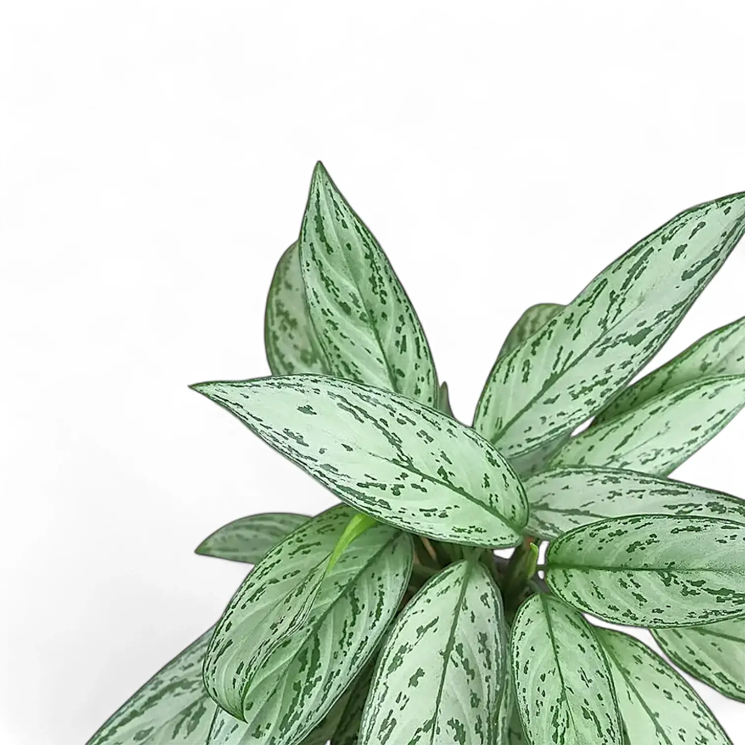 Aglaonema 'Silver Queen'