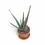 Thumbnail: Aloe 'Hercules'