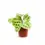Thumbnail: Plant Set: The Maranta Collection