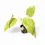 Thumbnail: Philodendron warszewiczii 'Flavum' ('Aurea')