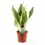 Miniaturbild: Dracaena (Sansevieria) trifasciata 'Moonshine'