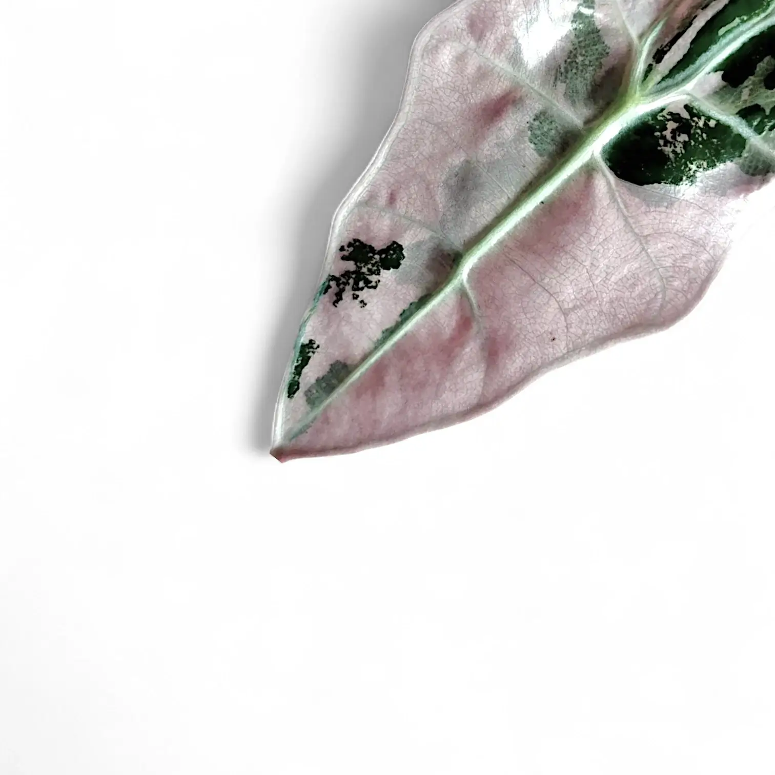 Alocasia 'Polly' variegata