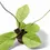 Thumbnail: Hoya fungii