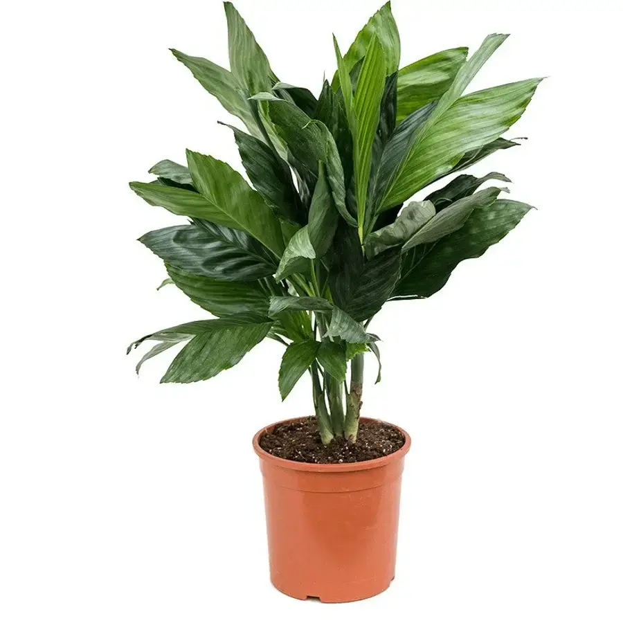 Chamaedorea metallica