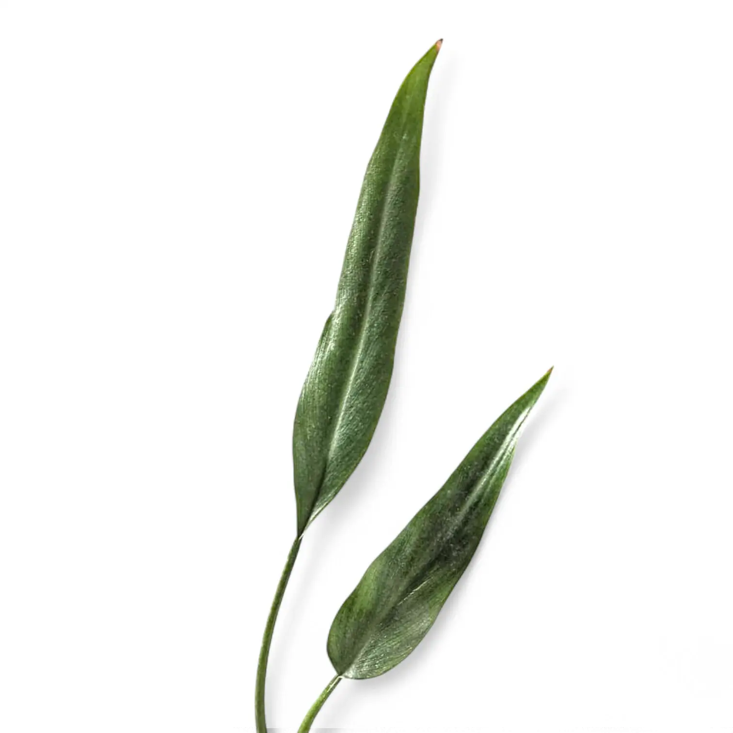 Philodendron 'Sucre's Slim'