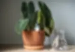 Nahaufnahme eines Philodendron Splendid mit Silikonschlauch zur Tröpfchenbewässerung aus einem Wasserbehälter