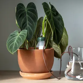 A simple self-watering system using silicone tubing — ideal for keeping tropical plants like Philodendron Splendid hydrated during holidays. - Close-up of a Philodendron Splendid with a silicone drip irrigation tube leading to a water reservoir